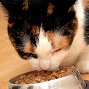 Kitten Food