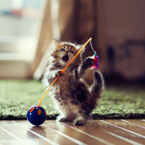 Adorable Cat Toys