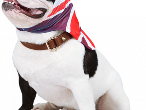 Dog-Toys-And-Treats