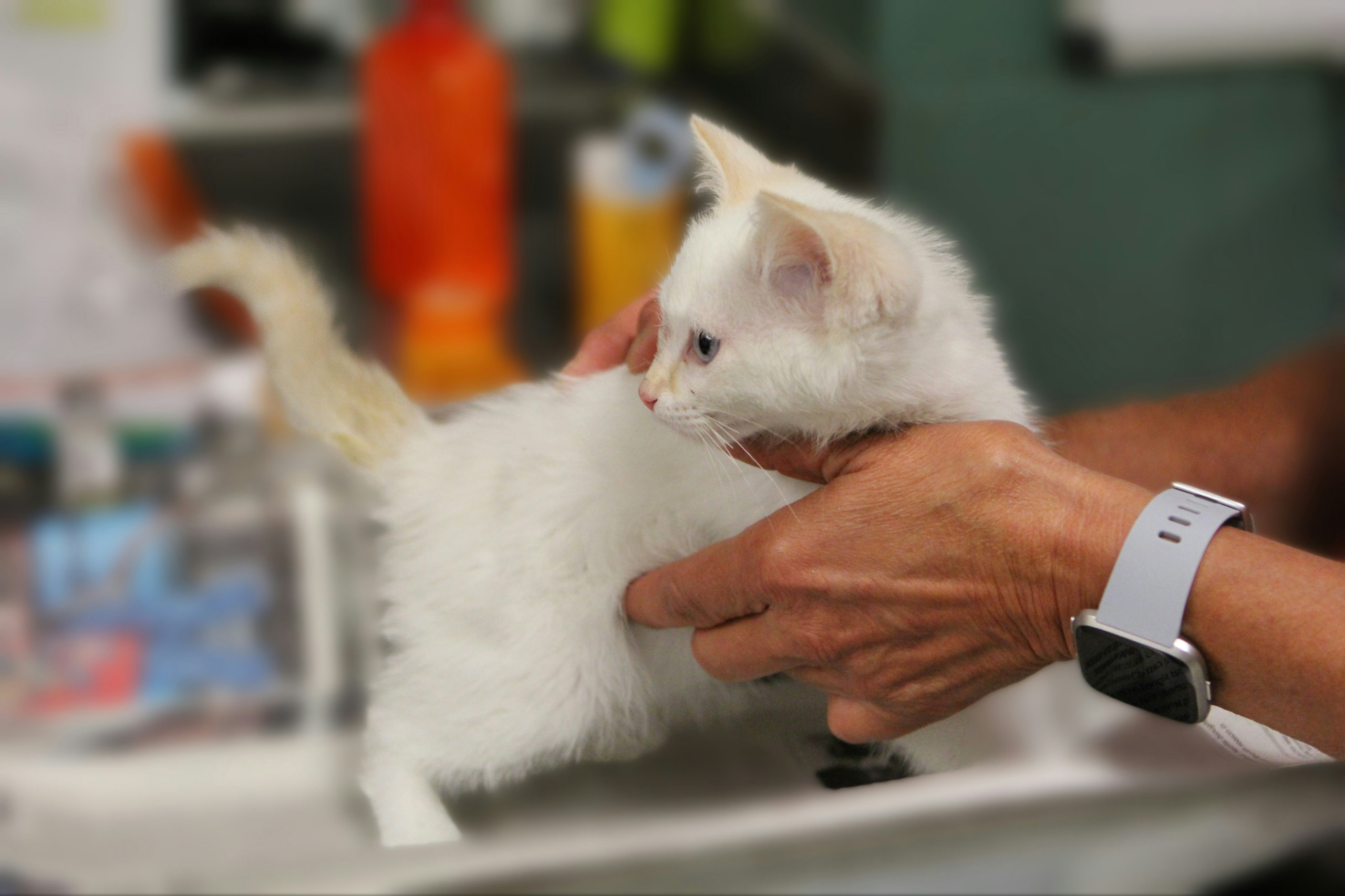 Find a Vet